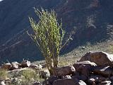 A Anza Borrego Desert 020